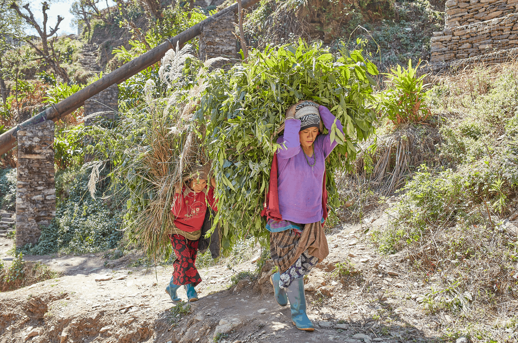 Nepali Moms carry large bundles of Grass